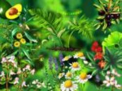 Software: Microsoft Office